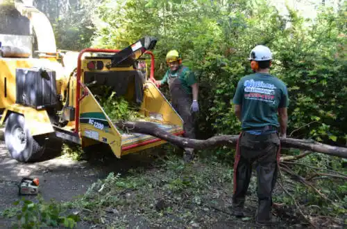 tree services Moose Creek